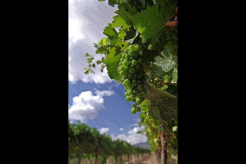 Alcantara Vineyards