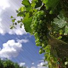 Alcantara Vineyards