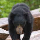 Monsoon and Sloth Bear