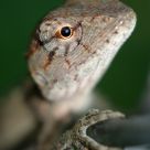 Lizard