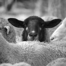 Are You Looking at Me?