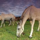 Horses