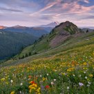 Mountain Wildflowers