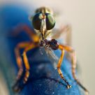 Robber Fly Eating Lunch