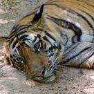 Resting Tiger
