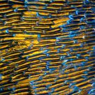 Onion cells