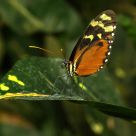 Butterfly.