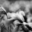 Cotton grass