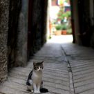 Alley Cat