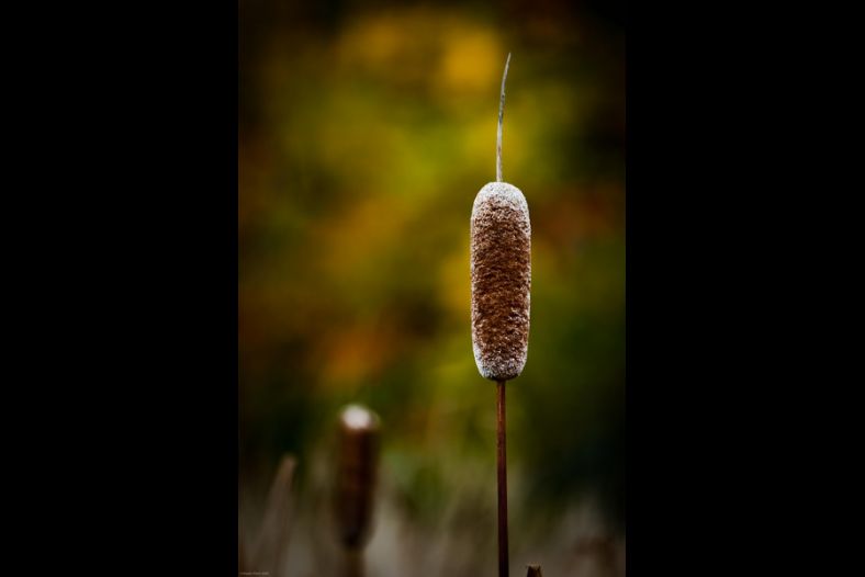 Autumn Cattail