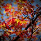 Les derniÃ¨res feuilles d'automne.