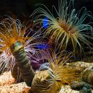 Acuario