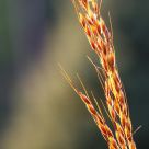 Golden Weed
