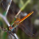 Libelula