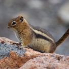 Rocky Mountain Critter