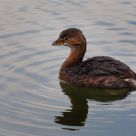 Duckling