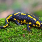 salamandra