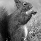The praying squirrel