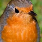 Robin