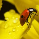 Small insect series