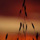 Harvest Sunset