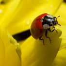 small insect