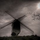 The birds.