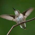 Taking Flight