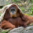 Sumatran Orangutan