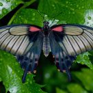 Scarlet Mormon
