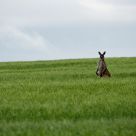 Roo