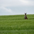 Roo