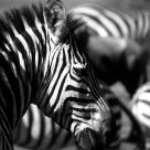 Zebra Crossing
