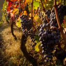 Sangiovese