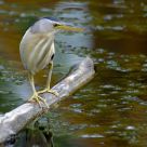 Waiting for fish