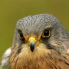 Kestrel