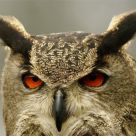 Evil eyes