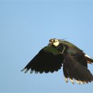 Lapwing