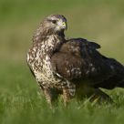 European Buzzard
