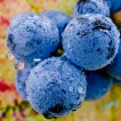 Sangiovese II