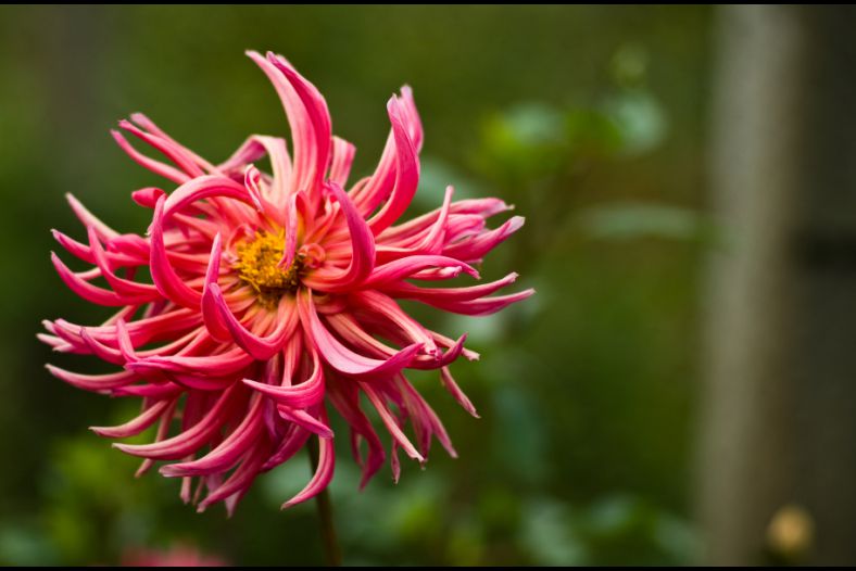 Narborough Hall - Flower