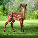 Petite Biche