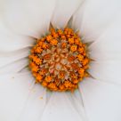 Margarita blanca
