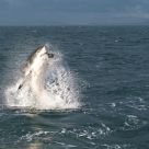 Breaching White Shark