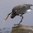 Good Catch