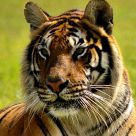 Bengal Tiger