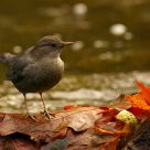Dipper