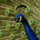 Peafowl