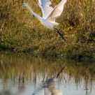 Great White Egret