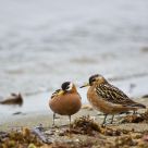 Red Phalaropes